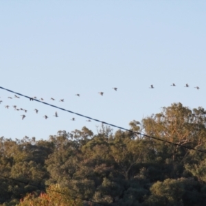 Threskiornis molucca at Macarthur, ACT - 23 Jan 2021