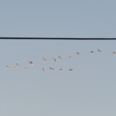 Threskiornis molucca at Macarthur, ACT - 23 Jan 2021 07:51 PM