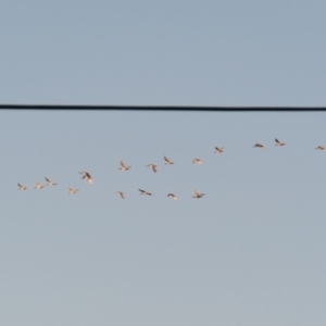 Threskiornis molucca at Macarthur, ACT - 23 Jan 2021 07:51 PM