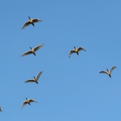 Threskiornis molucca at Macarthur, ACT - 23 Jan 2021