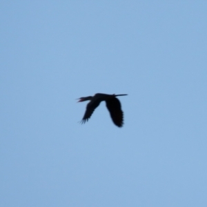 Anhinga novaehollandiae at Macarthur, ACT - 23 Jan 2021