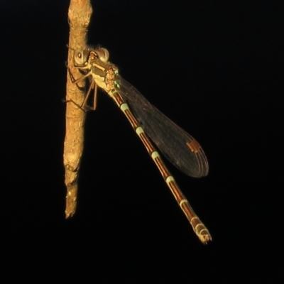 Austrolestes leda (Wandering Ringtail) at Macarthur, ACT - 23 Jan 2021 by RodDeb