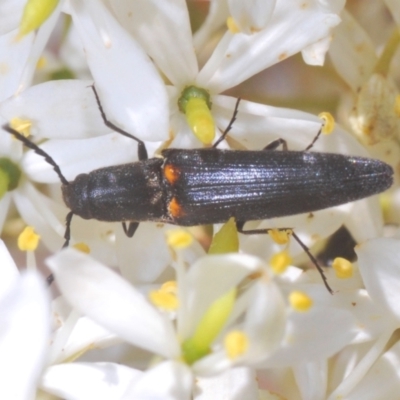 Elateridae sp. (family) (Unidentified click beetle) at QPRC LGA - 21 Jan 2021 by Harrisi