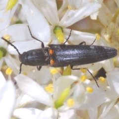 Elateridae sp. (family) (Unidentified click beetle) at Oallen, NSW - 21 Jan 2021 by Harrisi