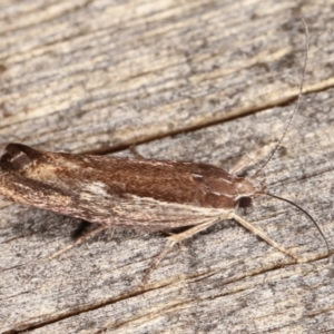 Phthonerodes peridela at Melba, ACT - 12 Jan 2021 01:00 AM