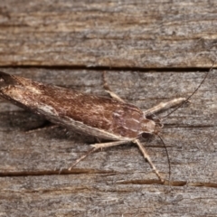 Phthonerodes peridela at Melba, ACT - 12 Jan 2021