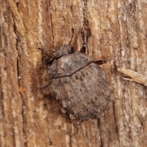 Microchaetes sp. (genus) at Melba, ACT - 12 Jan 2021