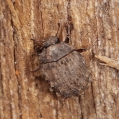 Microchaetes sp. (genus) (Pill beetle) at Melba, ACT - 11 Jan 2021 by kasiaaus