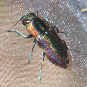 Selagis caloptera at Larbert, NSW - 21 Jan 2021