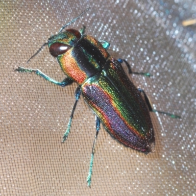 Selagis caloptera (Caloptera jewel beetle) at QPRC LGA - 21 Jan 2021 by Harrisi