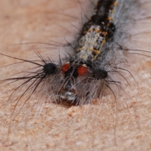 Lasiocampidae (family) immature at Bruce, ACT - 12 Jan 2021