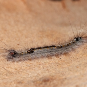 Lasiocampidae (family) immature at Bruce, ACT - 12 Jan 2021