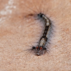 Lasiocampidae (family) IMMATURE at Bruce, ACT - 12 Jan 2021 12:55 PM