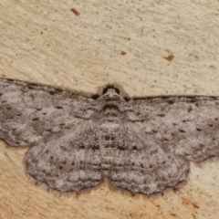 Psilosticha absorpta (Fine-waved Bark Moth) at Bruce, ACT - 12 Jan 2021 by kasiaaus