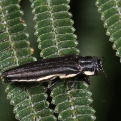 Agrilus hypoleucus (Hypoleucus jewel beetle) at Bruce Ridge - 12 Jan 2021 by kasiaaus