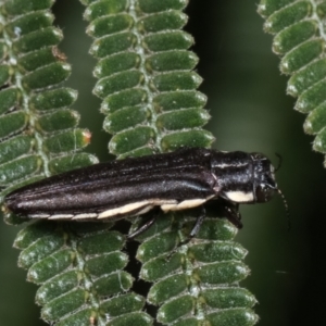 Agrilus hypoleucus at Bruce, ACT - 12 Jan 2021