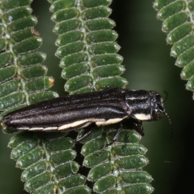 Agrilus hypoleucus (Hypoleucus jewel beetle) at Bruce Ridge to Gossan Hill - 12 Jan 2021 by kasiaaus