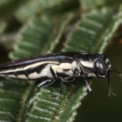 Agrilus hypoleucus at Bruce, ACT - 12 Jan 2021