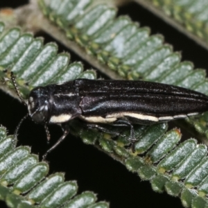 Agrilus hypoleucus at Bruce, ACT - 12 Jan 2021