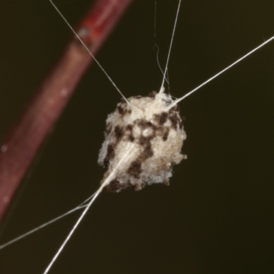 Unverified Spider (Araneae) at Bruce, ACT - 12 Jan 2021 by kasiaaus