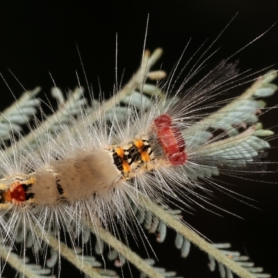 Orgyia anartoides (Painted Apple Moth) at Bruce Ridge - 12 Jan 2021 by kasiaaus