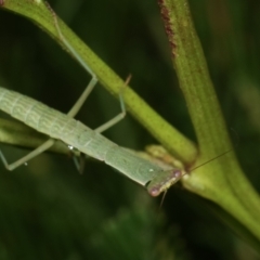 Orthodera ministralis (Green Mantid) at Bruce, ACT - 12 Jan 2021 by kasiaaus