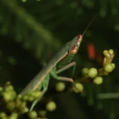 Orthodera ministralis at Bruce, ACT - 12 Jan 2021