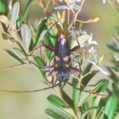 Phoracantha punctata (Longhorn beetle) at Oallen, NSW - 21 Jan 2021 by Harrisi