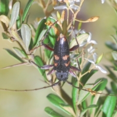 Phoracantha punctata (Longhorn beetle) at Oallen, NSW - 21 Jan 2021 by Harrisi
