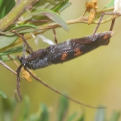 Phoracantha punctata at Oallen, NSW - 21 Jan 2021