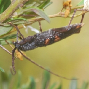 Phoracantha punctata at Oallen, NSW - 21 Jan 2021