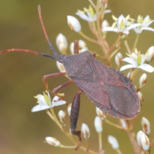 Amorbus sp. (genus) at Oallen, NSW - 21 Jan 2021