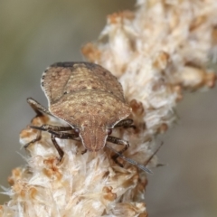 Dictyotus conspicuus (A shield or stink bug) at Bruce, ACT - 12 Jan 2021 by kasiaaus