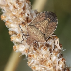 Dictyotus conspicuus at Bruce, ACT - 12 Jan 2021