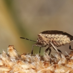 Dictyotus conspicuus at Bruce, ACT - 12 Jan 2021