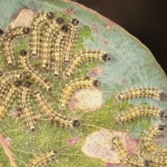 Uraba lugens (Gumleaf Skeletonizer) at Flea Bog Flat, Bruce - 12 Jan 2021 by kasiaaus