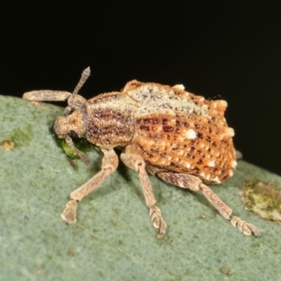 Oxyops fasciculatus (A weevil) at Flea Bog Flat, Bruce - 12 Jan 2021 by kasiaaus