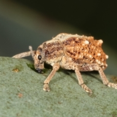 Oxyops fasciculatus at Bruce, ACT - 12 Jan 2021