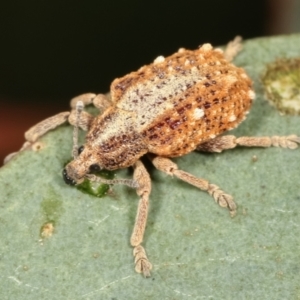 Oxyops fasciculatus at Bruce, ACT - 12 Jan 2021