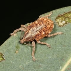 Oxyops fasciculatus at Bruce, ACT - 12 Jan 2021