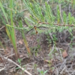 Leptotarsus (Leptotarsus) clavatus (A crane fly) at Black Mountain - 6 Jan 2021 by Tdoh