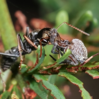 Myrmecia sp. (genus) (Bull ant or Jack Jumper) at Bruce Ridge to Gossan Hill - 12 Jan 2021 by kasiaaus