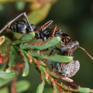 Myrmecia sp., pilosula-group at Bruce, ACT - 12 Jan 2021