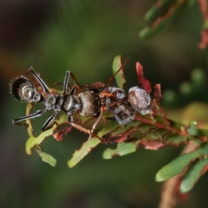 Myrmecia sp., pilosula-group at Bruce, ACT - 12 Jan 2021