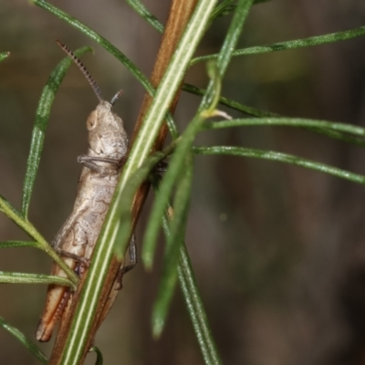 Acrididae sp. (family) (Unidentified Grasshopper) at Flea Bog Flat, Bruce - 12 Jan 2021 by kasiaaus