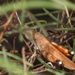 Acrididae sp. (family) at Bruce, ACT - 12 Jan 2021