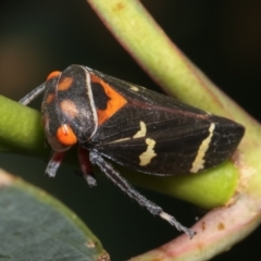 Eurymeloides pulchra (Gumtree hopper) at Bruce Ridge to Gossan Hill - 12 Jan 2021 by kasiaaus