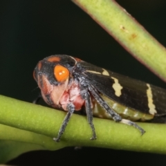 Eurymeloides pulchra at Bruce, ACT - 12 Jan 2021