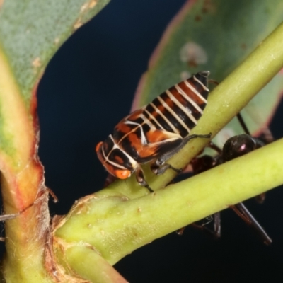 Eurymeloides punctata (Gumtree hopper) at Bruce, ACT - 12 Jan 2021 by kasiaaus