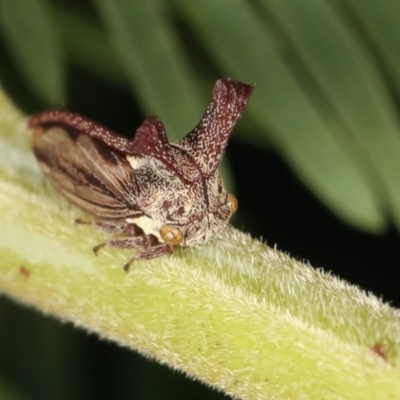 Ceraon sp. (genus) (2-horned tree hopper) at Flea Bog Flat, Bruce - 12 Jan 2021 by kasiaaus